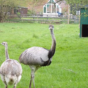 Greater rheas 7.5.23