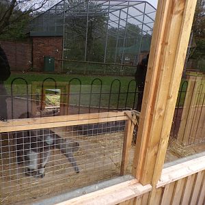 First Giant anteater indoors  7.5.23