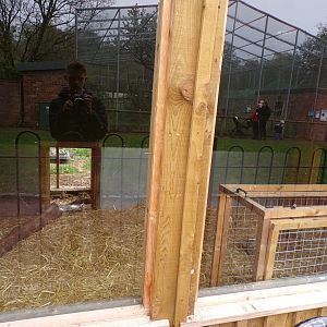 Second giant anteater indoors 7.5.23