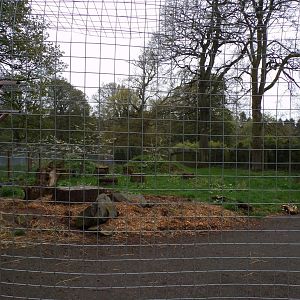 Giant anteater enclosure 7.5.23