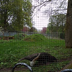Giant anteater enclosure 7.5.23