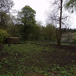 Visayan warty pig enclosure 7.5.23