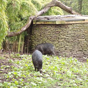 Visayan warty pigs 7.5.23