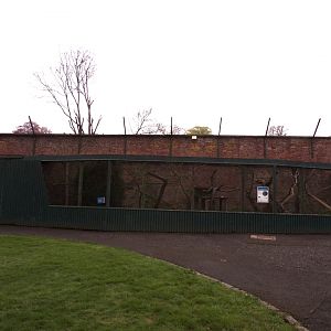 Amur leopard cat enclosure 7.5.23