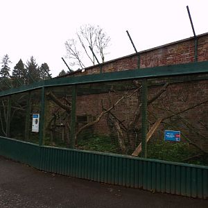 Amur leopard cat enclosure 7.5.23