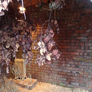 First Bali starling indoors 7.5.23