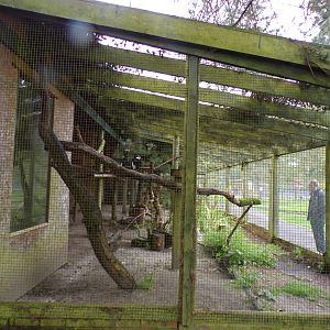 Silvery-cheeked hornbill enclosure 7.5.23