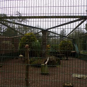Snowy owl enclosure 7.5.23