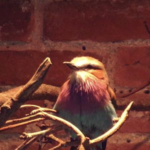 Lilac-breasted roller 7.5.23