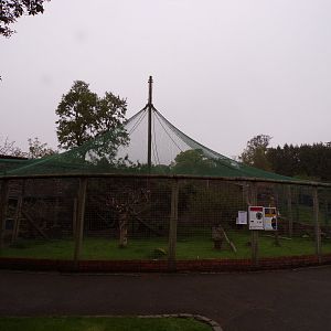 Golden eagle aviary 7.5.23