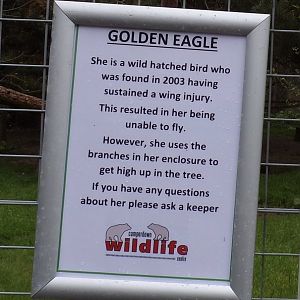 Golden eagle sign 7.5.23