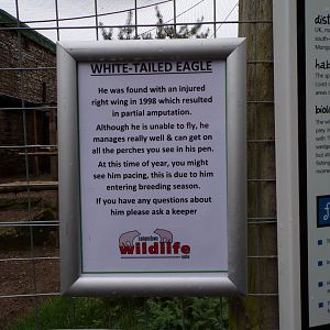 White-tailed eagle sign 7.5.23