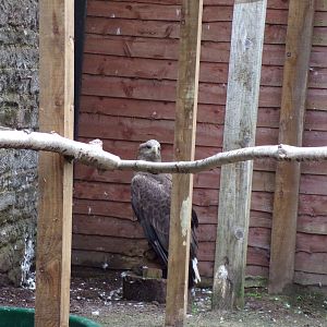 White-tailed eagle 7.5.23