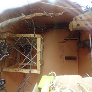 Common marmoset indoors 7.5.23