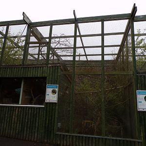 Red-handed tamarin and pygmy marmoset enclosure 7.5.23