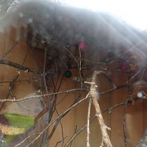 Red handed tamarin and pygmy marmoset indoors 7.5.23