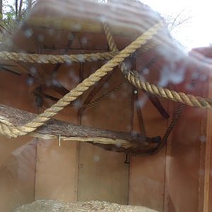 First Red bellied lemur indoors 7.5.23