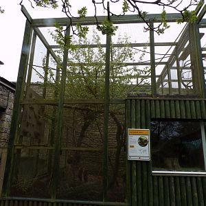 First Red bellied lemur enclosure 7.5.23