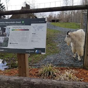 Rocky Mountain goat sign