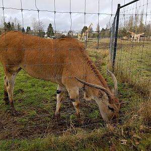 Common eland and Rothschild's giraffes