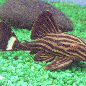 Royal panaque (Panaque nigrolineatus)