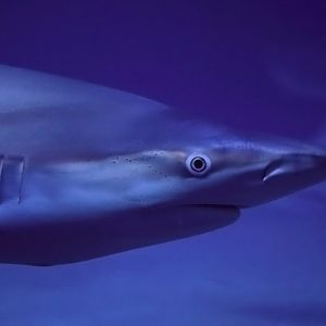 L'Oceanogràfic Valencia - Shark ID