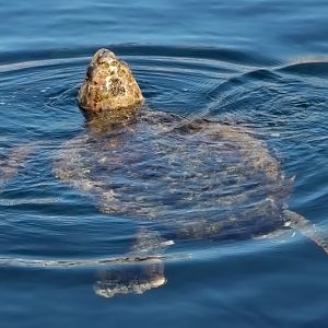 L'Oceanogràfic Valencia - Sea turtle ID