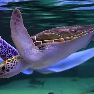 L'Oceanogràfic Valencia - Sea turtle ID