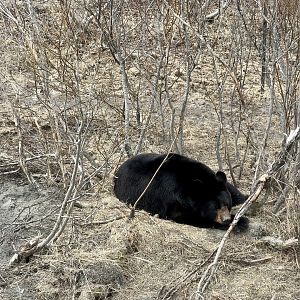 American Black Bear