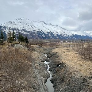 Sense of scale. To the right are the Muskox, to your left is a small hill in the westernmost end of the Brown Bear Exhibit