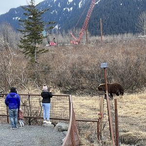 Sense of scale…now showing how close-up a visitor can view the bears.