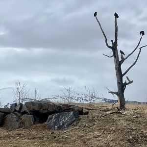 Black Bear Den and Raven tree.