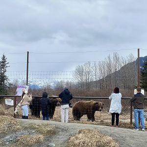 Since of scale on how big these bears are.