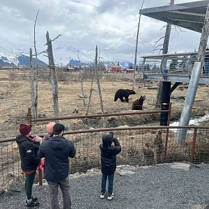 Bears about to be fed salmon and green vegetables.