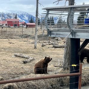 Brown Bears hitting their marks for feeding.