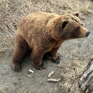 Brown Bear