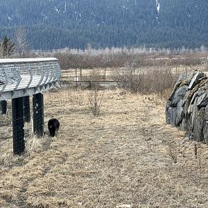 American Black Bear Exhibit
