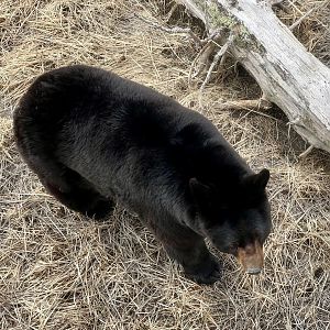 Overhead view from BEARS Walkway