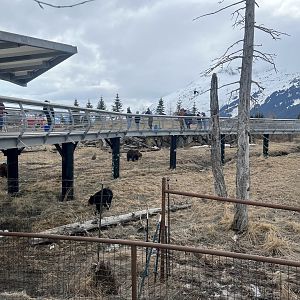 Sense of scale Black Bear vis Brown Bear