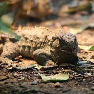 Tuatara (Sphenodon punctatus)
