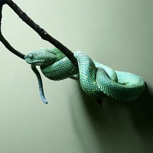 Green Bush Viper (Atheris chlorechis)