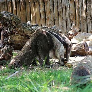 Giant Anteater Foraging