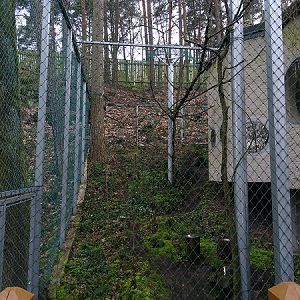 Great grey owl enclosure (04/23)