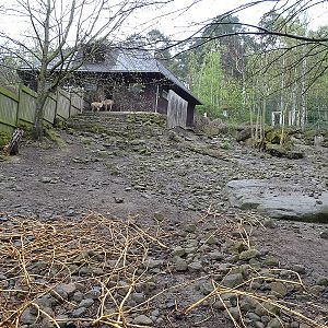 Vicuna + rhea enclosure (04/23)