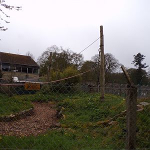 Ring-tailed lemur enclosure 7.5.23