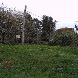 Ring-tailed lemur enclosure 7.5.23