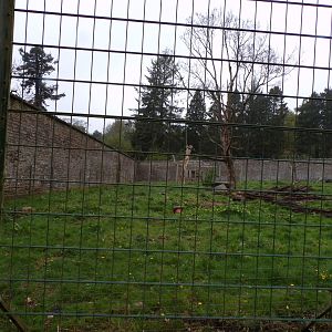European brown bear enclosure 7.5.23