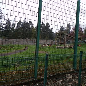 European brown bear enclosure 7.5.23
