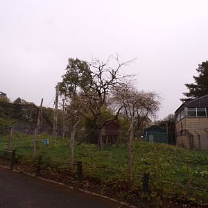 Ring- tailed lemur enclosure 7.5.23
