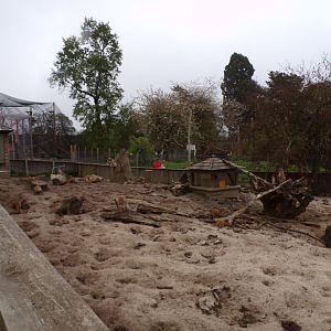 Meerkat enclosure 7.5.23